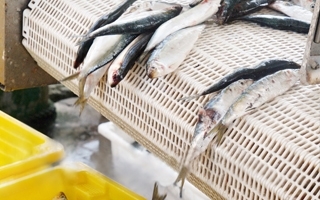 Industria per la lavorazione del pesce